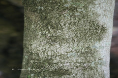 Majidea zanguebarica